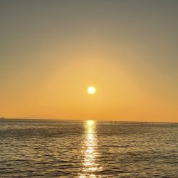 いつまでキスは釣れるかな?ついに落ちギス来るか。